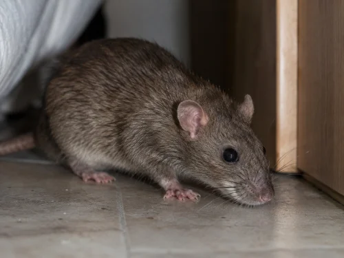 Rongeur dans un environnement intérieur